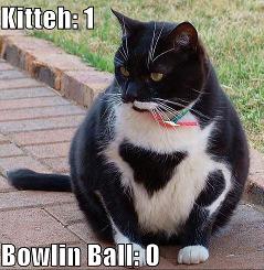 cat_bowlingball1.JPG