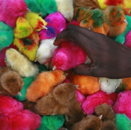 chicks-of-all-colors.jpg